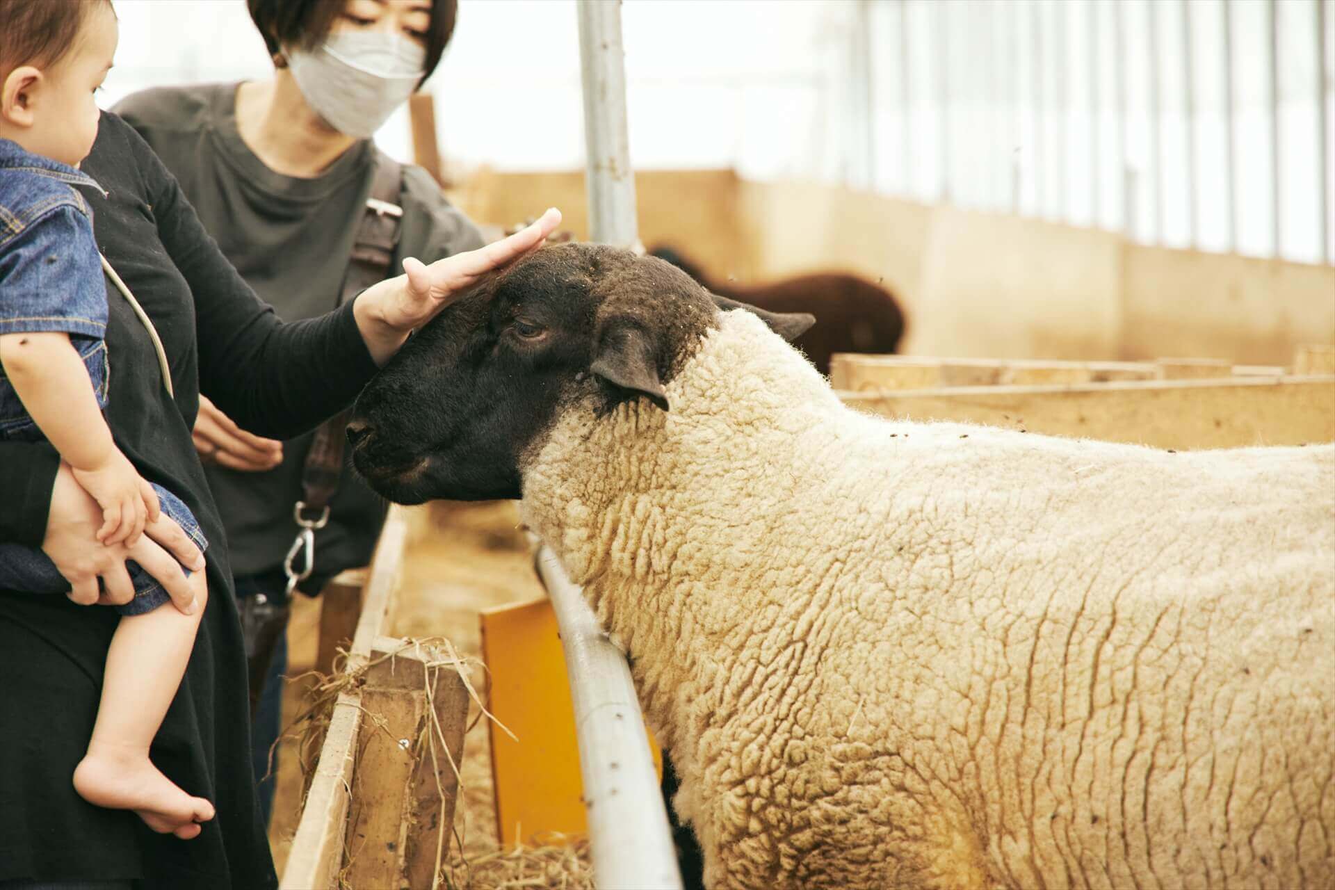 羊とのふれあい