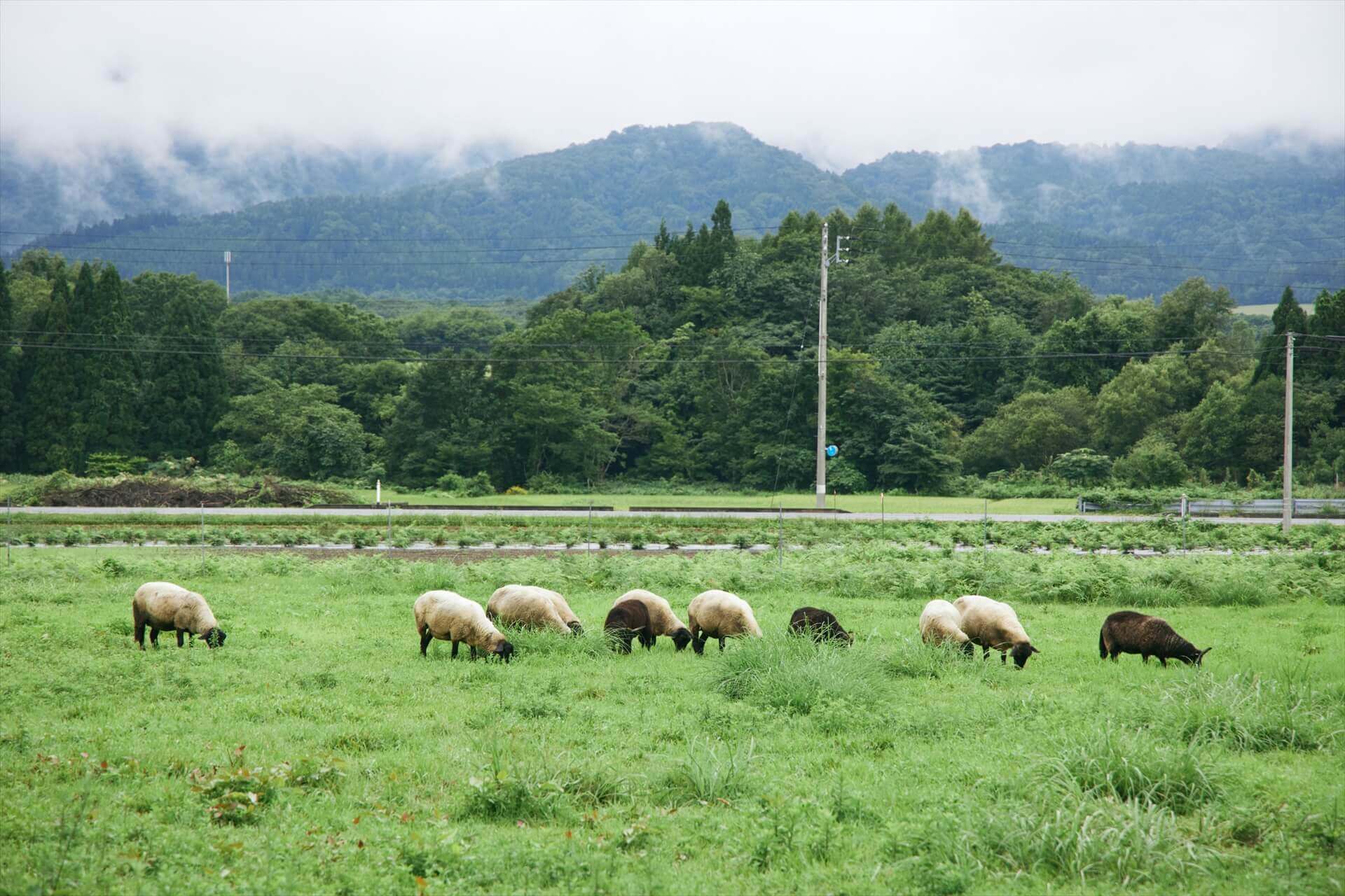 岩手で営む、羊飼い